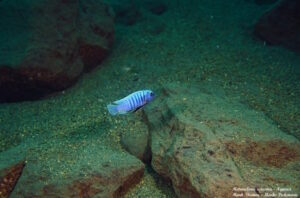 Metriaclima sciasma 'Ngwasi'